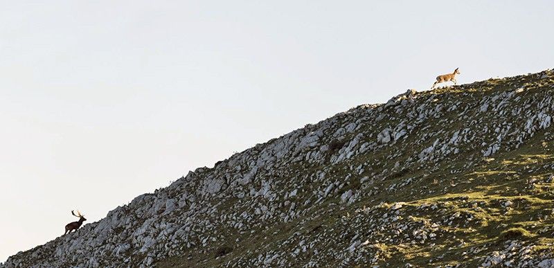 Un macho de gamo persigue a una hembra por una cresta caliza de la sierra del Sueve / Foto: Roger Rovira