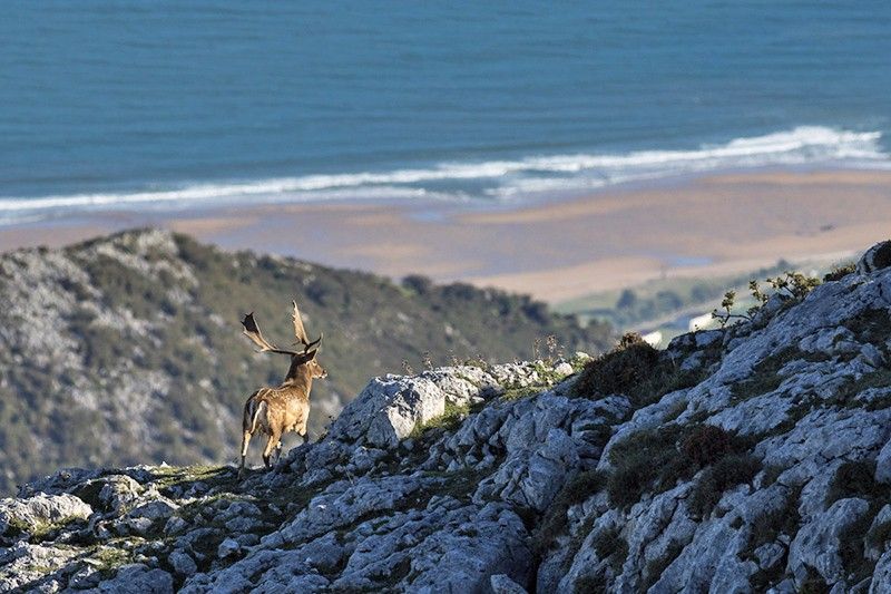 La sierra del Sueve se alza a tan solo cuatro kilómetros del Cantábrico. Veterinarias / Foto: Roger Rovira