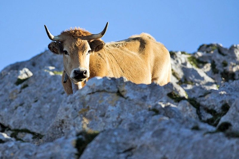 Los gamos compiten por los pastos con el abundante ganado vacuno de la zona / Foto: Roger Rovira