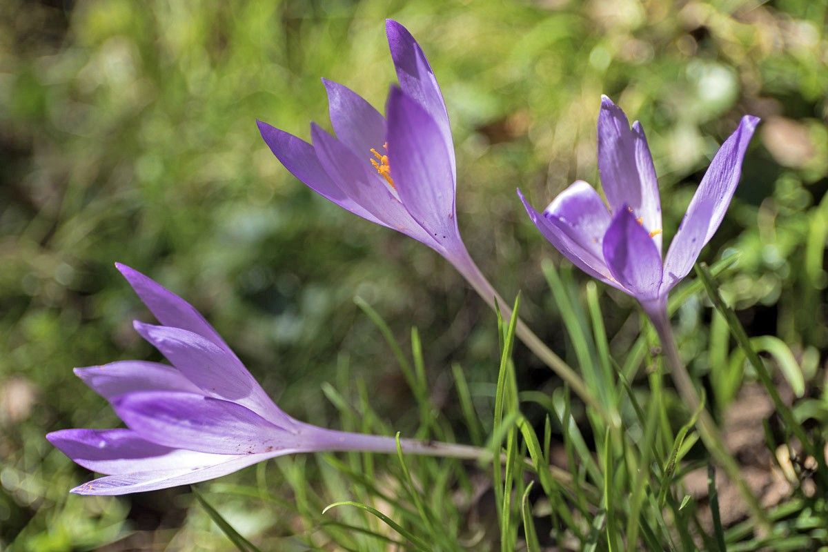 El tóxico azafrán de otoño (Crocus serotinus) florece en el Sueve en otoño, coincidiendo con la ronca / Foto: Roger Rovira