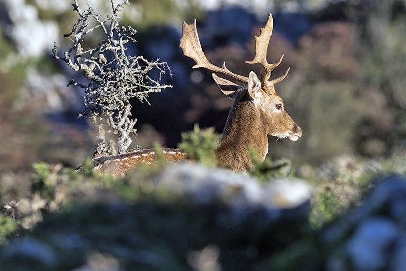 La forma aplanada de la cornamenta del gamo es única entre los cérvidos. Veterinarios  / Foto: Roger Rovira