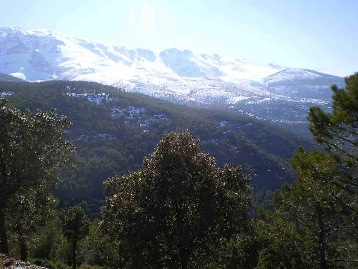 El Espacio Natural de Sierra Nevada frente a las "migraciones de vegetales" por el cambio climático / Foto: Wikipedia