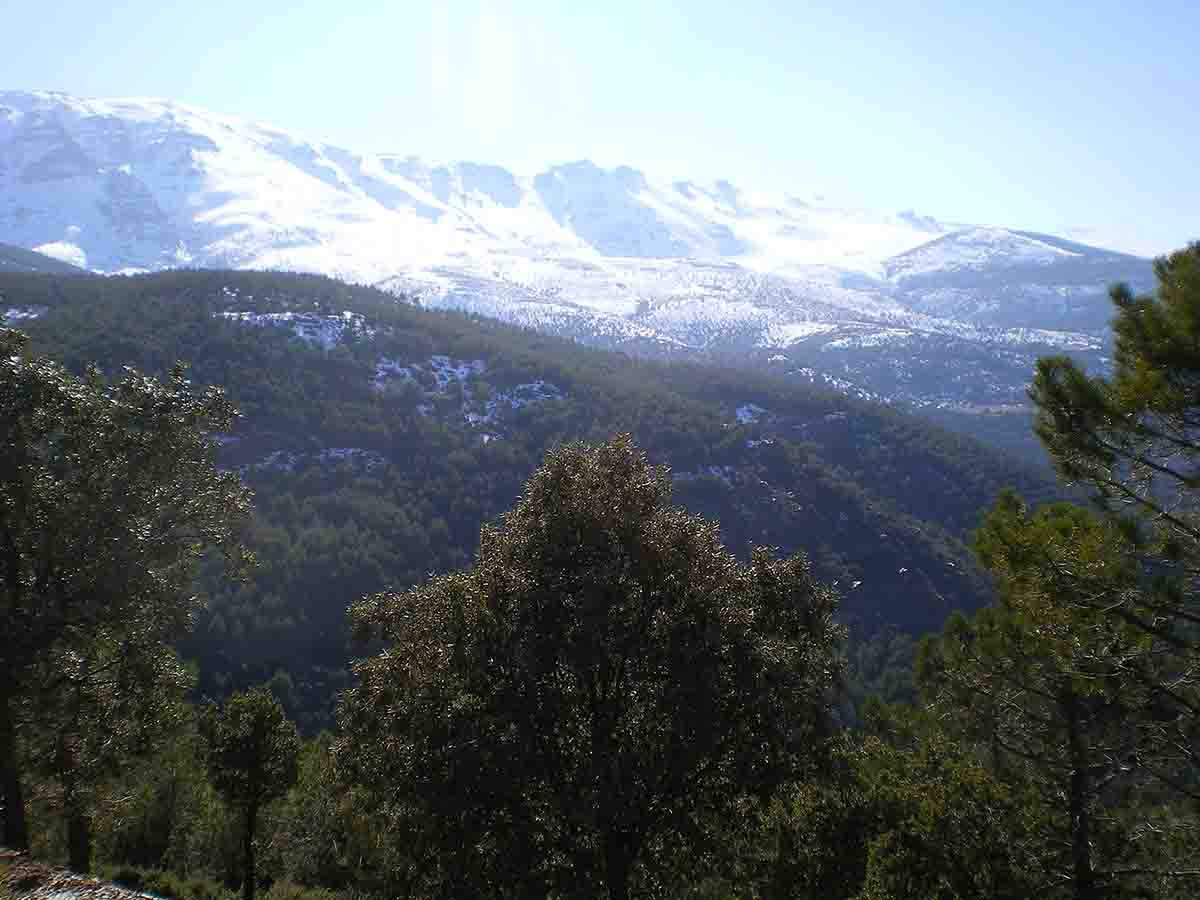 El Espacio Natural de Sierra Nevada frente a las "migraciones de vegetales" por el cambio climático / Foto: Wikipedia