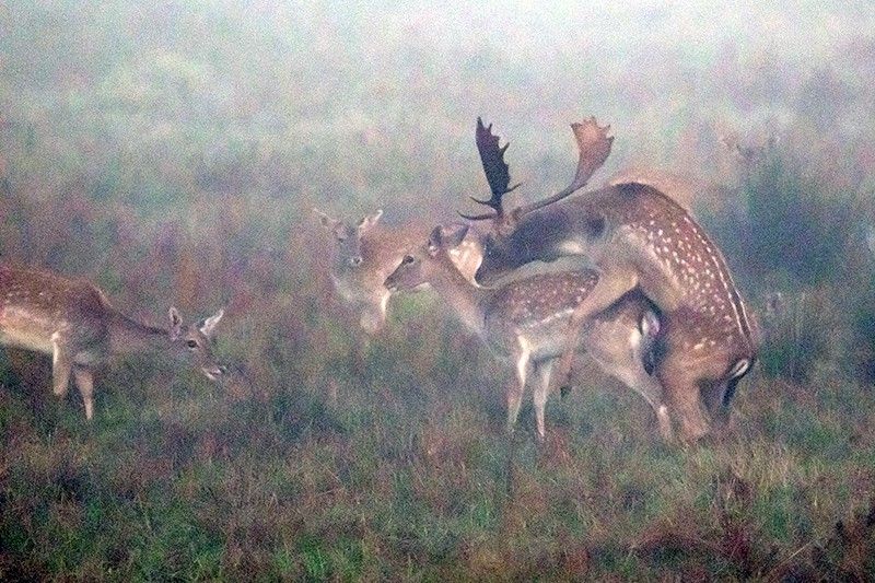 Cópula entre la niebla en el Parque Natural dels Aiguamolls de l'Empordà / Foto: Roger Rovira