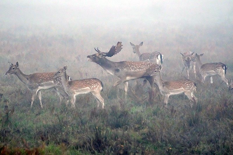 Un macho dominante ronca rodeado por sus hembras en el Parque Natural dels Aiguamolls de l'Empordà (Girona) / Foto: Roger Rovira