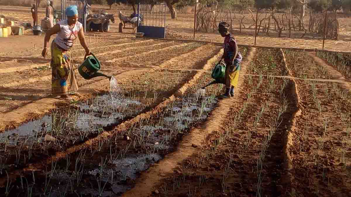 El Grupo Tragsa abre su convocatoria de Proyectos de Cooperación dirigidas a ONG   Proyecto “Diversificación e intensificación de la producción hortícola a través de la optimización y mejora de parcelas productivas dirigidas a mujeres en situación de exclusión socio económica, en Néguébougou (Malí) / Foto: EP