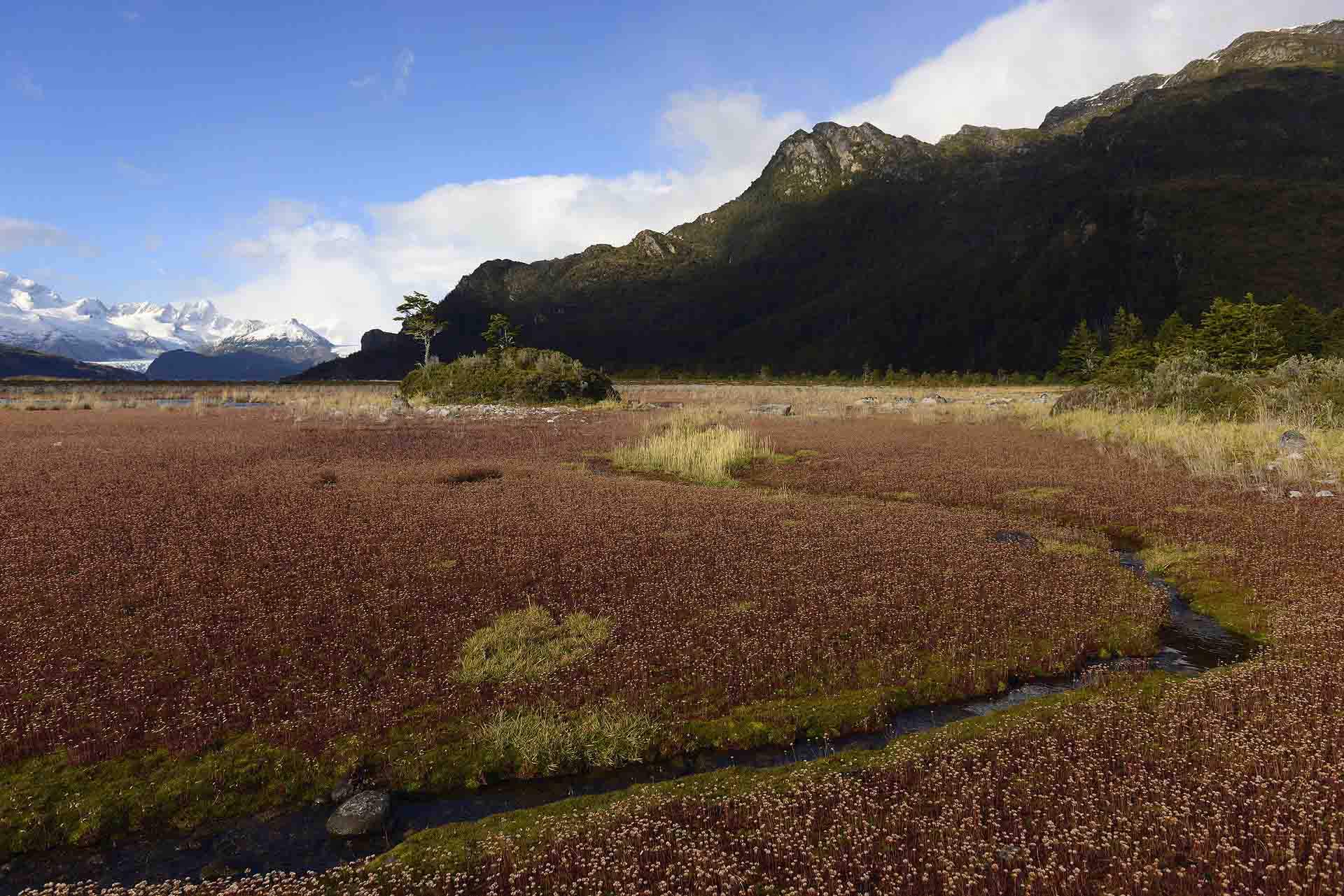 Las turberas forman parte del paisaje en las islas de la Tierra del Fuego / Foto: Alfons Rodríguez