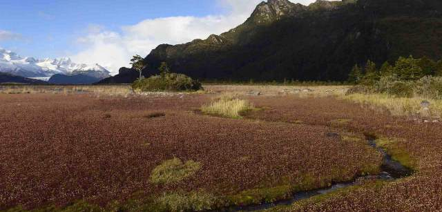 Las turberas forman parte del paisaje en las islas de la Tierra del Fuego / Foto: Alfons Rodríguez