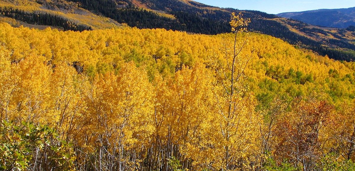 Algunos de los álamos que forman el Bosque Nacional de Fishlake / Foto: Wikipedia