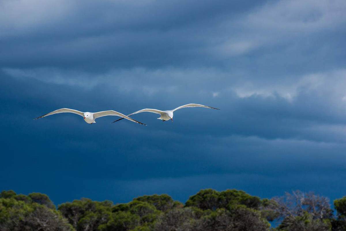 Dos gaviotas en vuelo / Foto: Pixabay