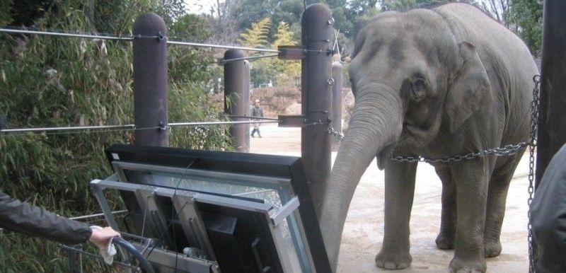 Authai, accionando la pantalla táctil durante el experimento en el Zoo de Ueno (Japón) / Foto: Ethological Society