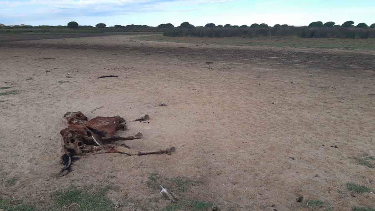 WWF exige a las administraciones que "reaccionen" ante la grave situación de Doñana / Foto: EP