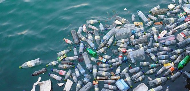 Botellas de plástico flotando en el mar / Foto: Monica Volpin