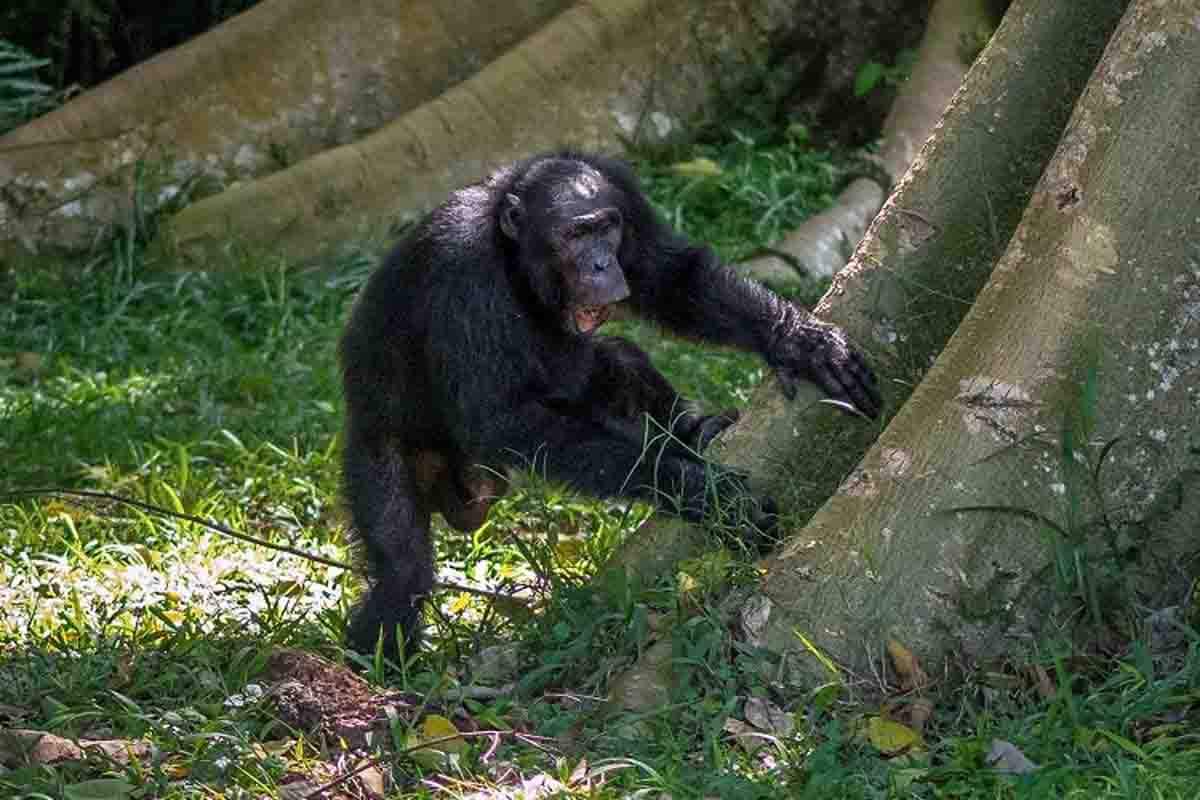 Un ejemplar de chimpancé percute en el tronco de un árbol para comunicarse / Foto: EP
