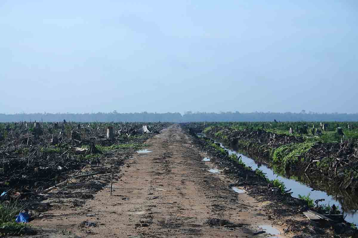 La agricultura es responsable de más del 90% de la deforestación tropical / Foto: Wikipedia