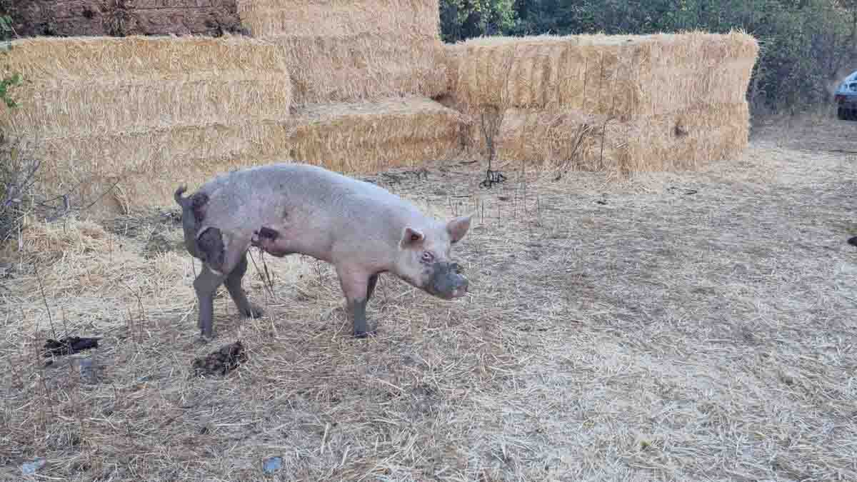 Cerdo herido en los ataques de la manada de 17 mastines a cerdos vivos / Foto: EP