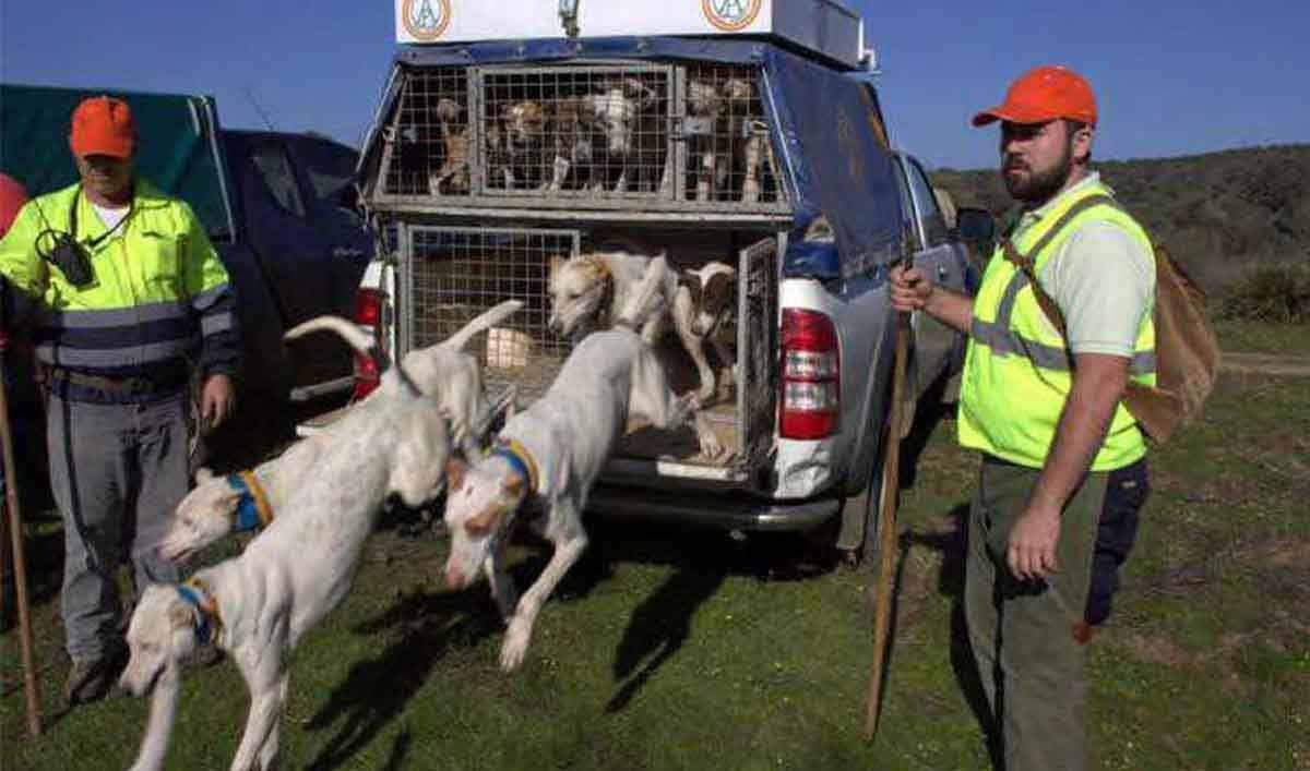 Excluir a los perros de caza, rehalas y auxiliares de caza de la Ley de Bienestar Animal / Foto: EP