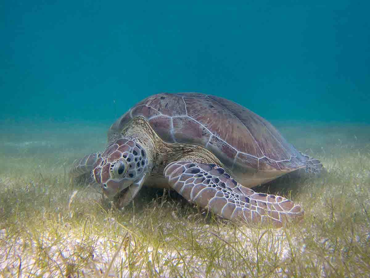 Caza furtiva de tortugas marinas / Foto: Wikipedia