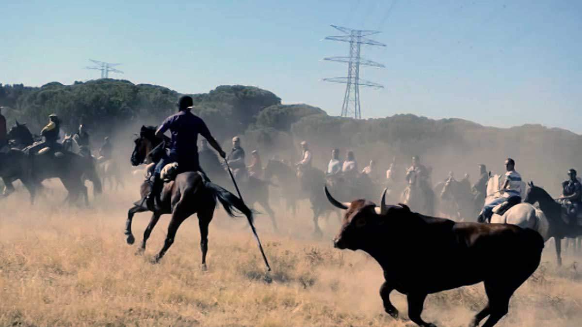 Imagen de archivo del Toro de la Vega / Foto: EP