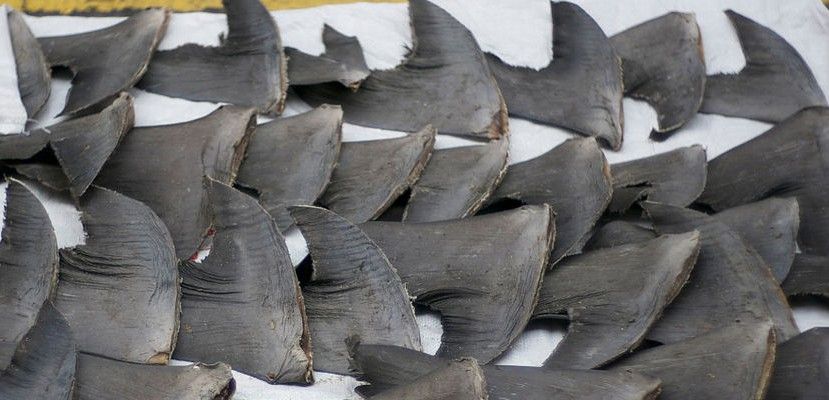 Aletas de tiburón decomisadas por las autoridades en Hong Kong / Foto: Wikimedia Commons