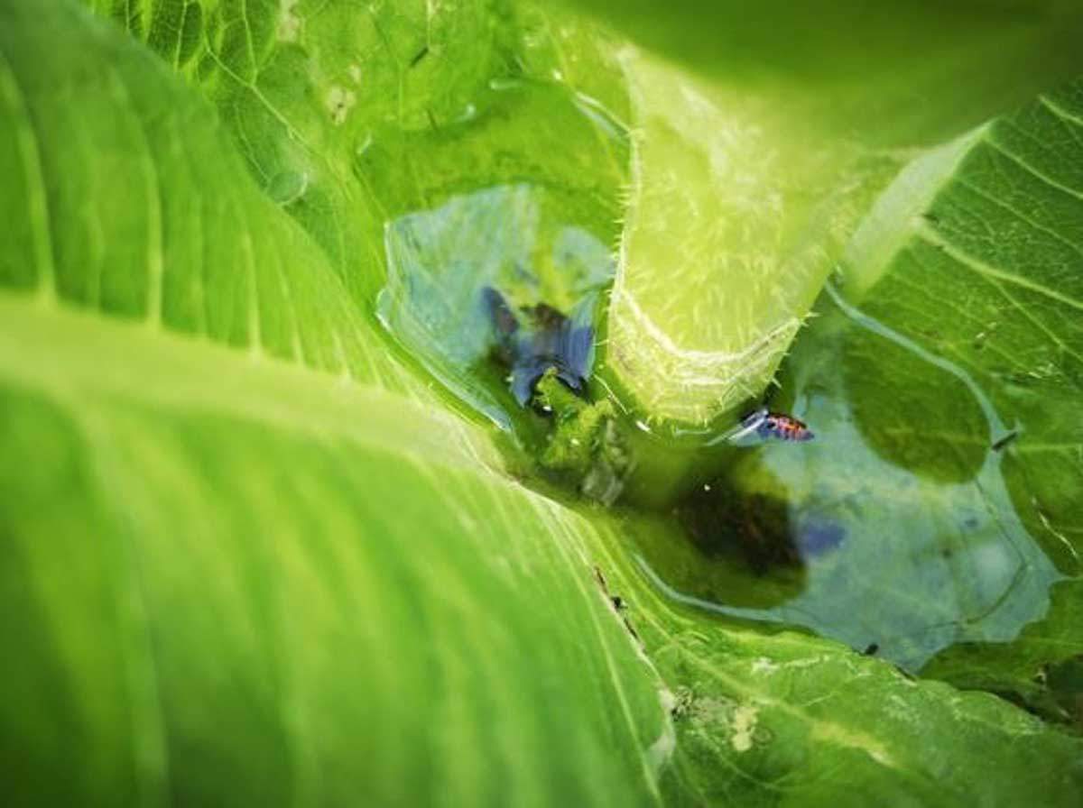 Un insecto y microplásticos atrapados en el agua retenida en las hojas de plantas / Foto: EP
