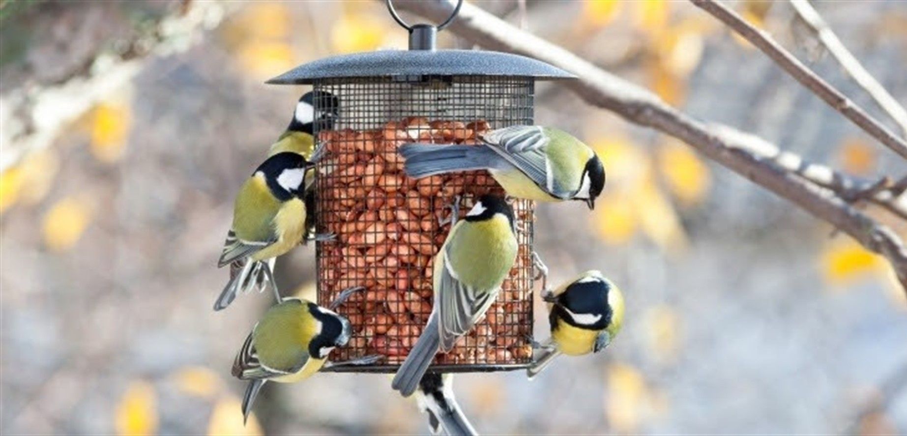 Ejemplares de carbonero común alimentándose en un comedero / Foto: SEO/BirdLife