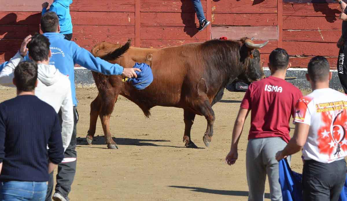 Dos festejos taurinos en sustitución del Toro de la Vega / Foto: EP