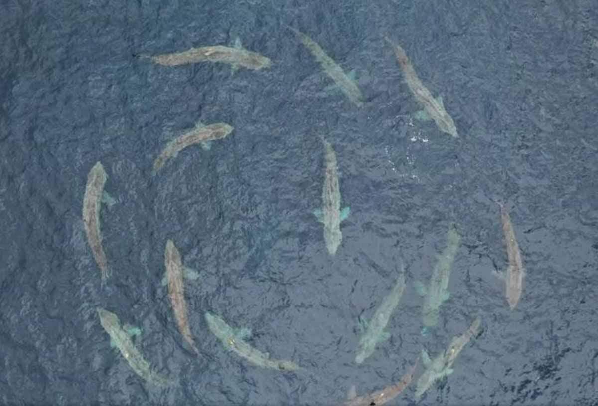 Tiburones peregrinos nadan en círculos / Foto: EP