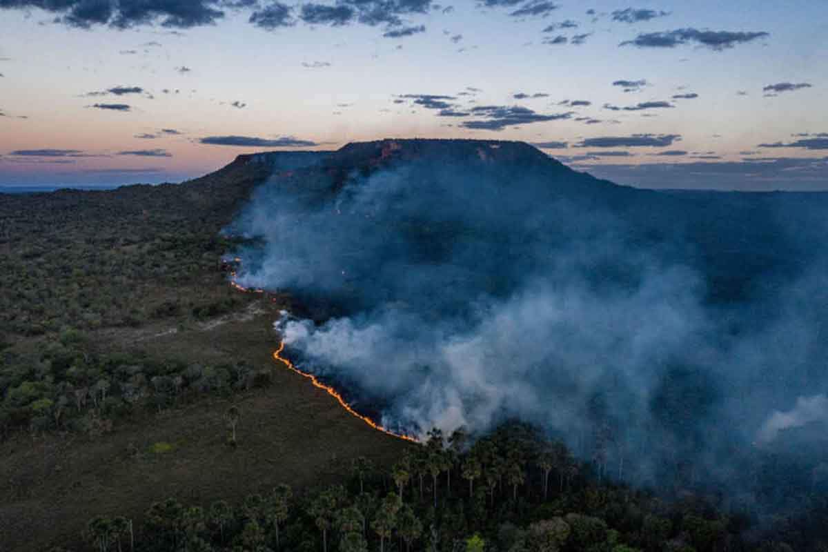 La Eurocámara limitará importaciones de productos que contribuyan a la deforestación / Foto: Ecologistas en Acción