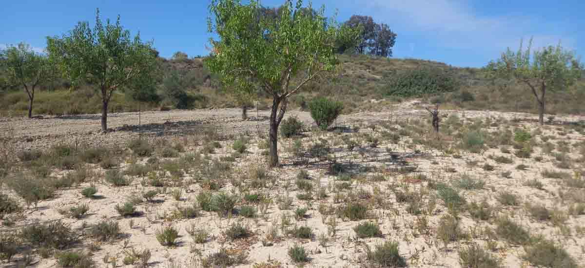 Tomillo cultivado entre almendros / Foto: EP