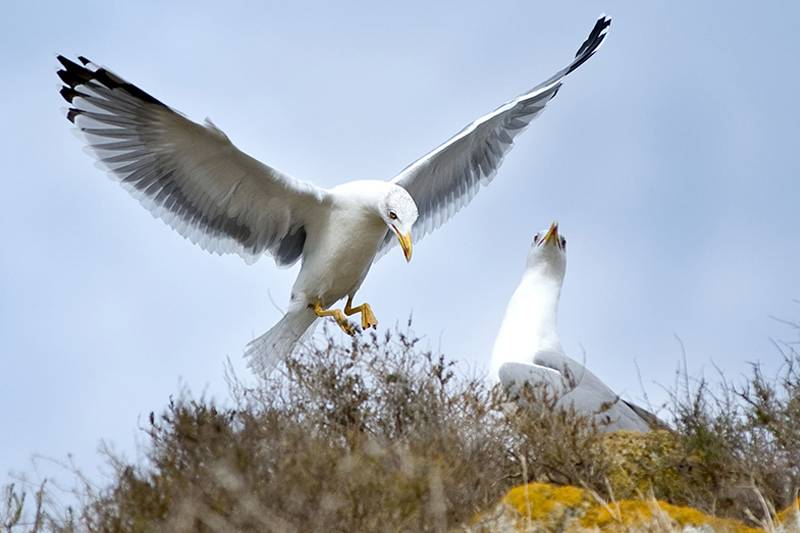 La gaviota de Audouin, que llegó a ser la más amenazada del mundo, tiene uno de sus santuarios en las Columbretes / Foto: Josep Cano