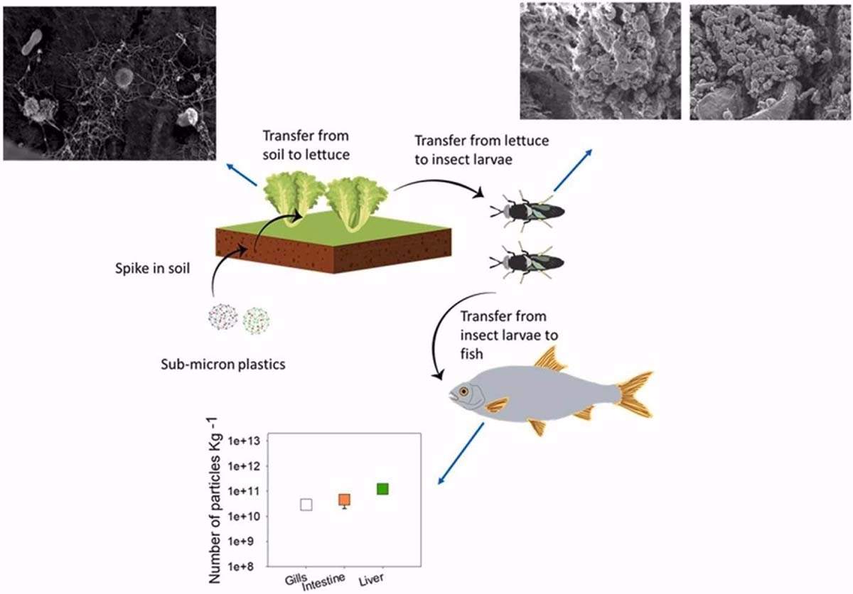 Proceso del trasvase de nanoplásticos a la cadena aliemntaria / Imagen: EP