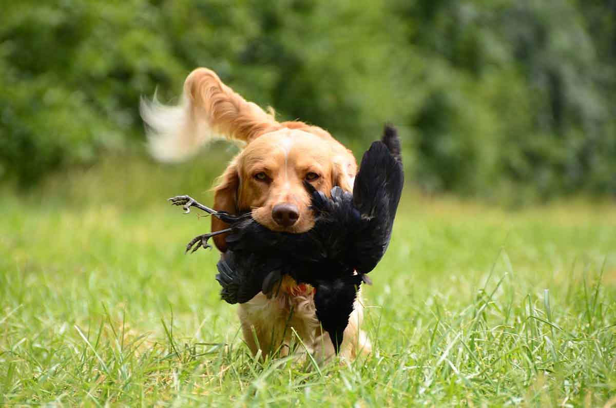 La Ley de Bienestar Animal excluye a los perros de caza / Foto: Pixabay