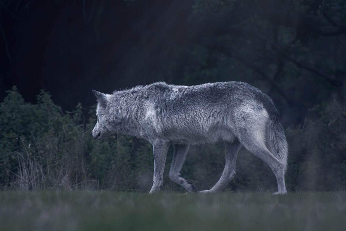 Ejemplar de lobo. Los lobos pueden mostrar apego hacia los humanos / Foto: Pixabay