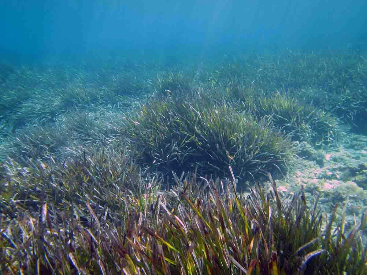 Pradera de posidonia en una imagen de recurso / Foto: EP