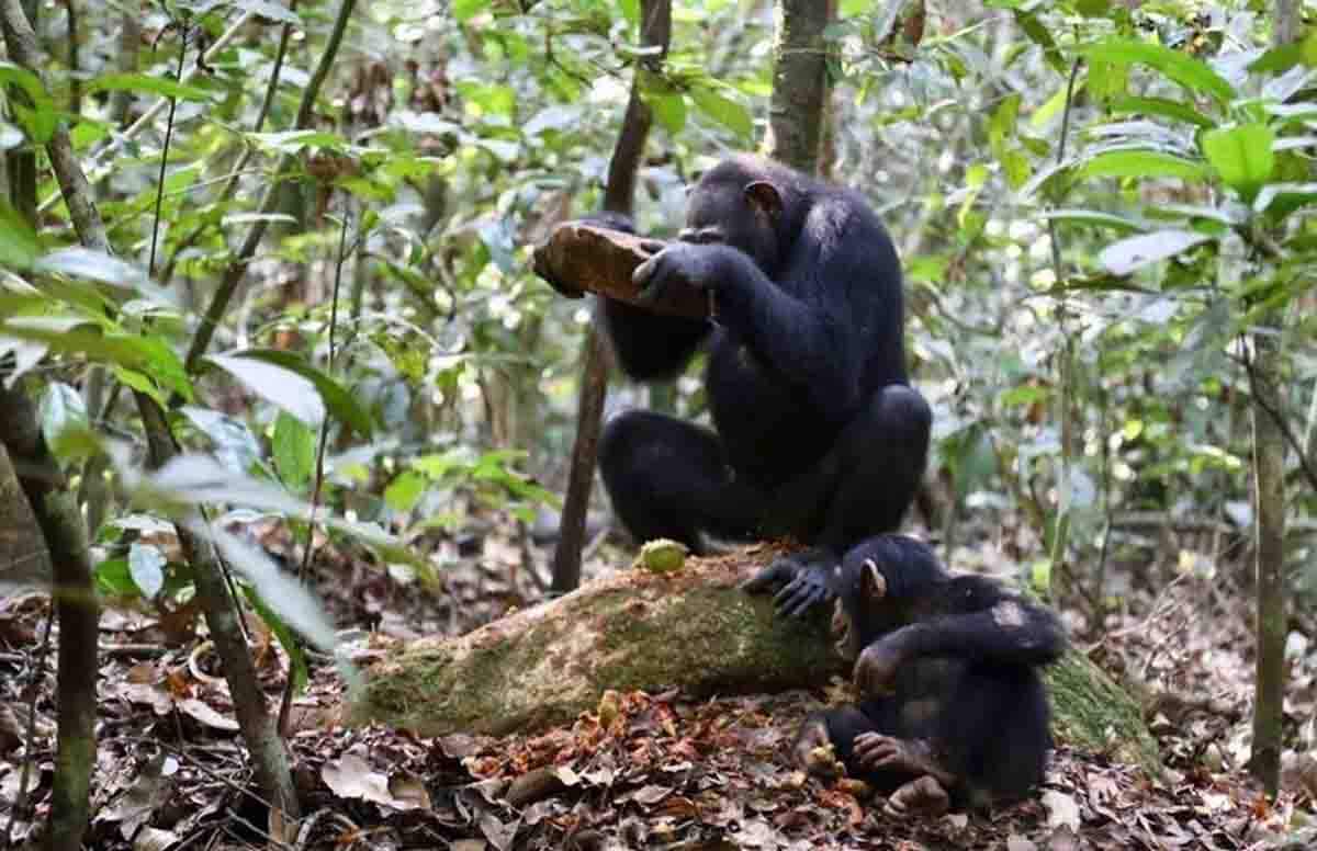 Chimpancé hembra rompiendo nueces de Panda oleosa usando un martillo de granodiorita en un yunque de madera (raíz de árbol de panda) / Foto: EP
