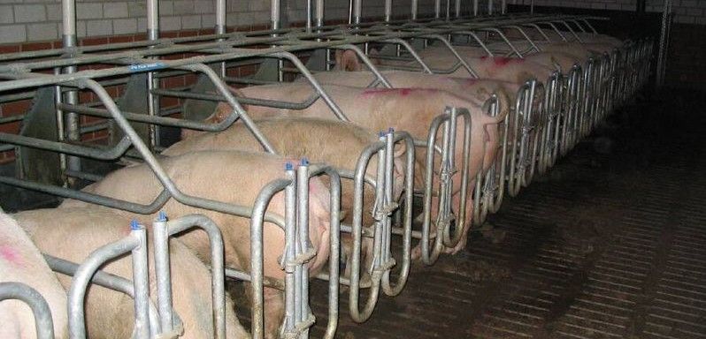 Los animales estabulados en estas fábricas de carne viven en duras condiciones / Foto: Wikipedia