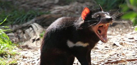 El marsupial es muy agresivo y lanza unos chillidos aterradores / Foto: Chen Wu