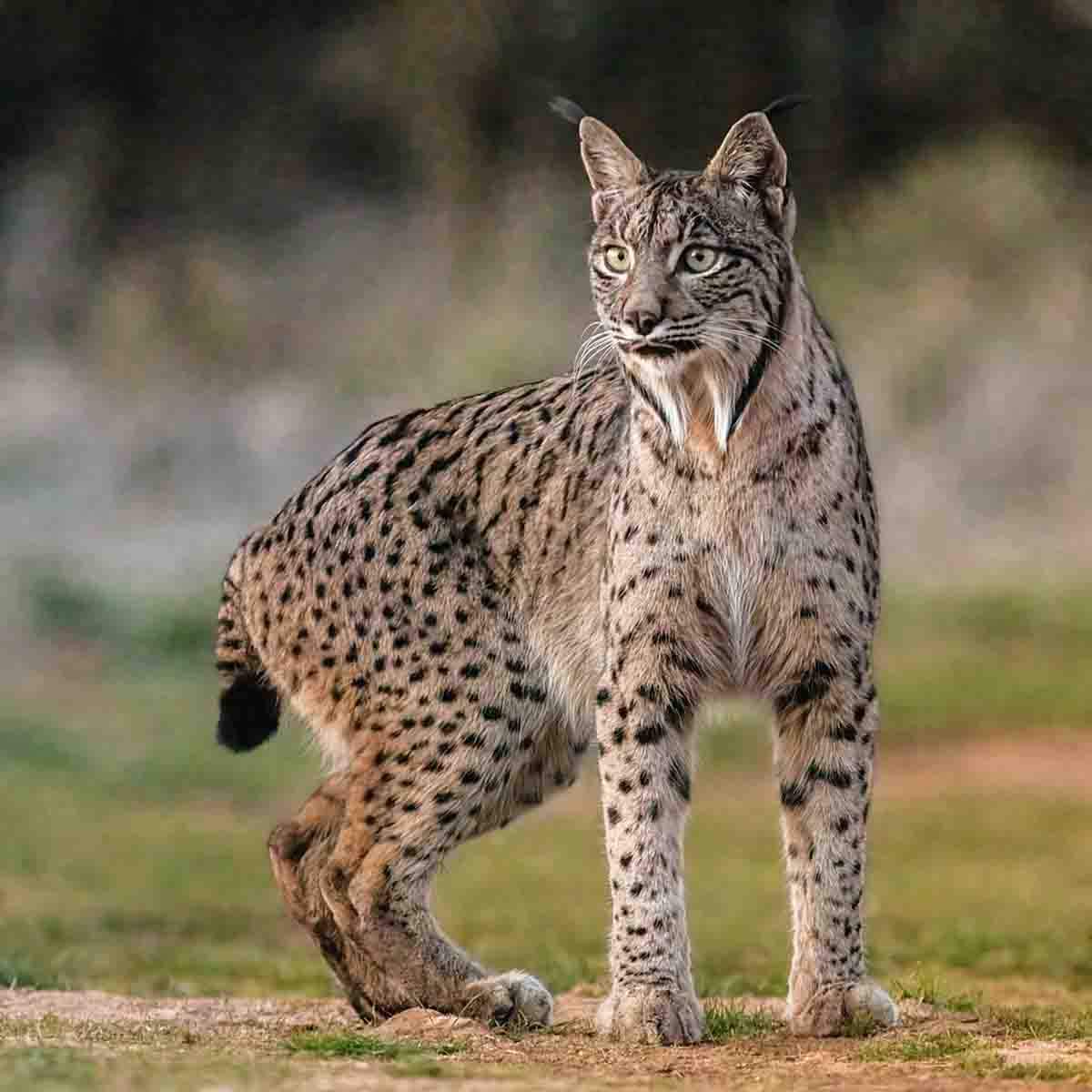 El lince ibérico es la especie con menor diversidad genética que se conoce / Foto: Wikipedia