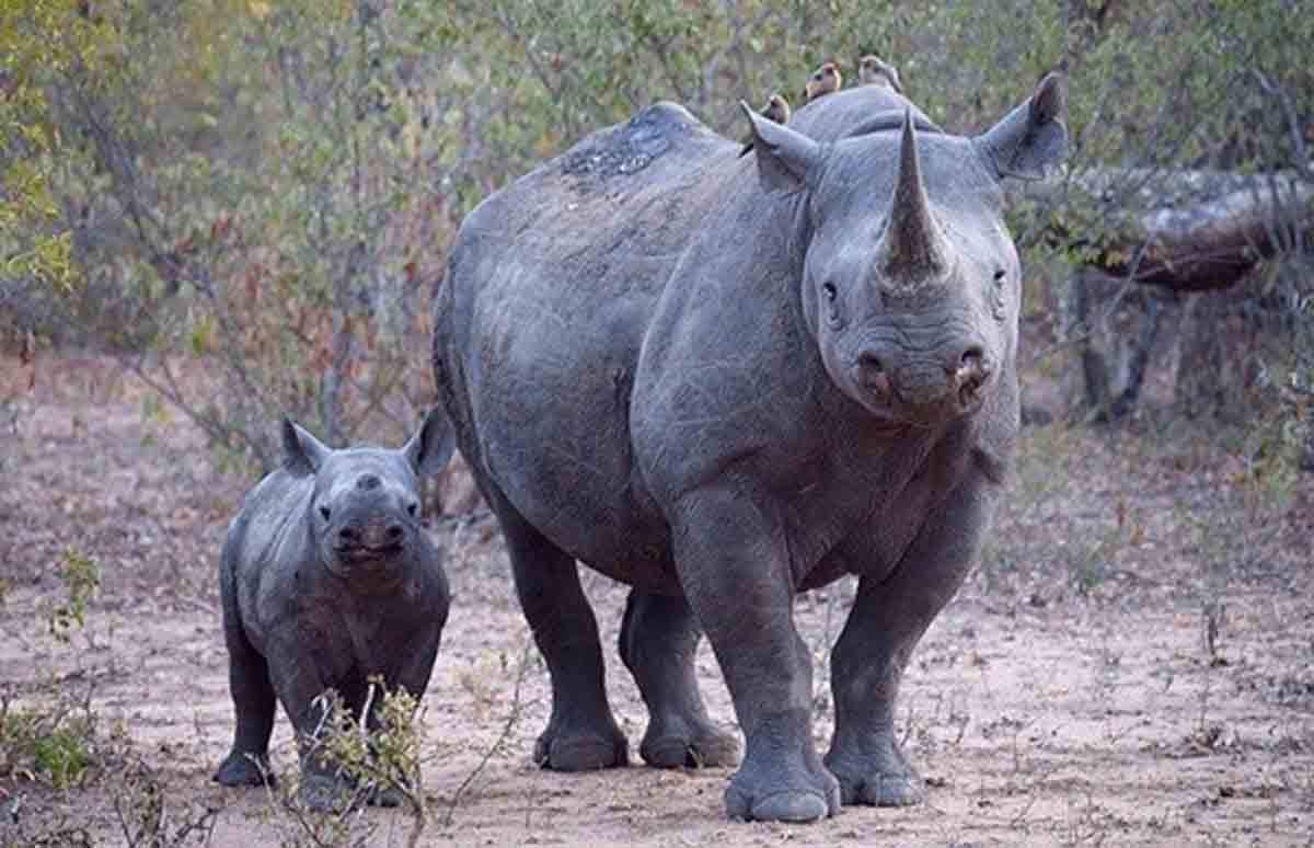 Ejemplar de rinoceronte con su cría. Caza furtiva de rinocerontes / Foto: Lindsay Balsamo - WWF - EP