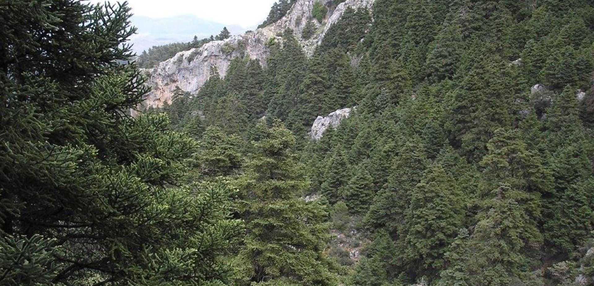 Los pinsapos y el abeto blanco son los únicos árboles de su género en la península / Foto: Ministerio Transición Ecológica