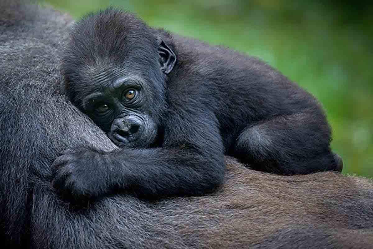 Cría de gorila de montaña. El 80% de los gorilas vive fuera de áreas protegidas / Foto: EP