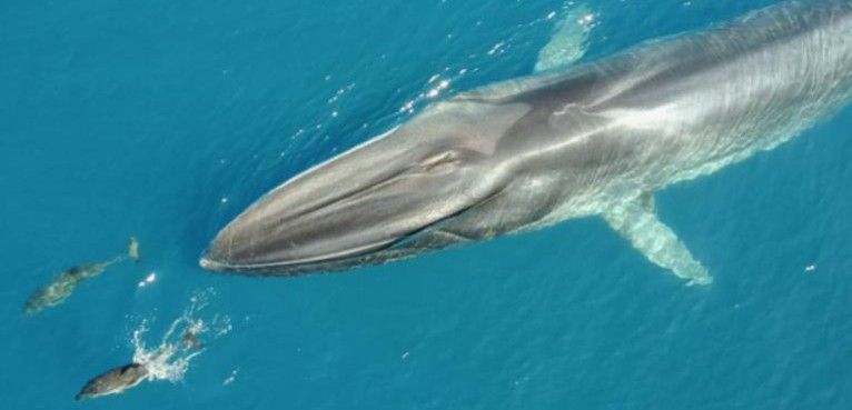 Un rorcual común nada junto a dos delfines en aguas de la costa catalana / Foto: EDMAKTUB