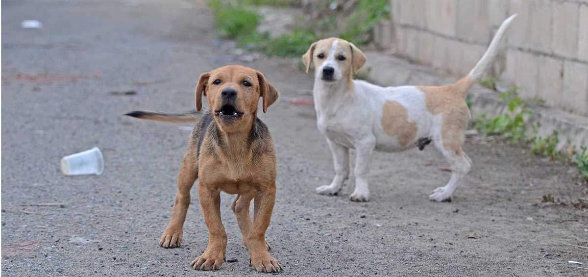 Perros no vacunados. Alto riesgo epidemiológico de rabia / Foto: Geoff Gallice - EP