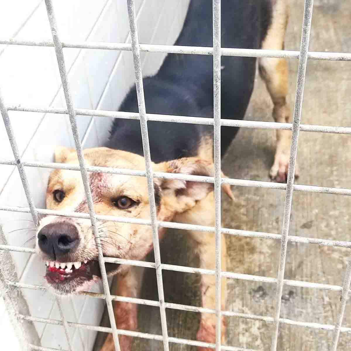 Perro con rabia intervenido en Melilla. Reclaman la vacunación obligatoria en toda España / Foto: EP