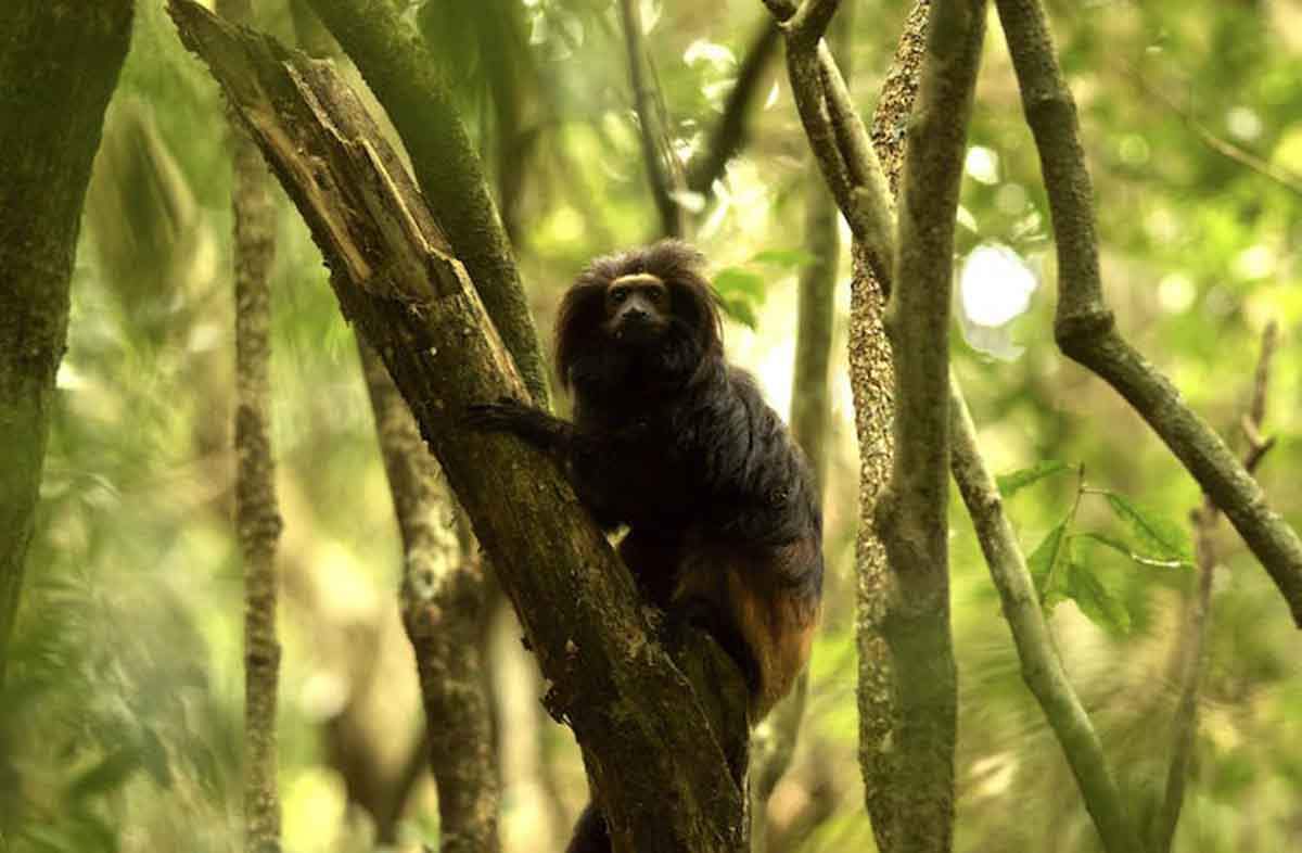 El tamarino león negro utiliza sustancias naturales para automedicarse. El bosque como farmacia / Foto: Olivier Kaisin, Author provided