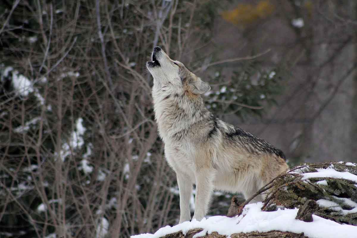 Las autorizaciones para la caza de diez lobos en Cantabria han sido suspendidas por el TSJC / Foto: Pixabay