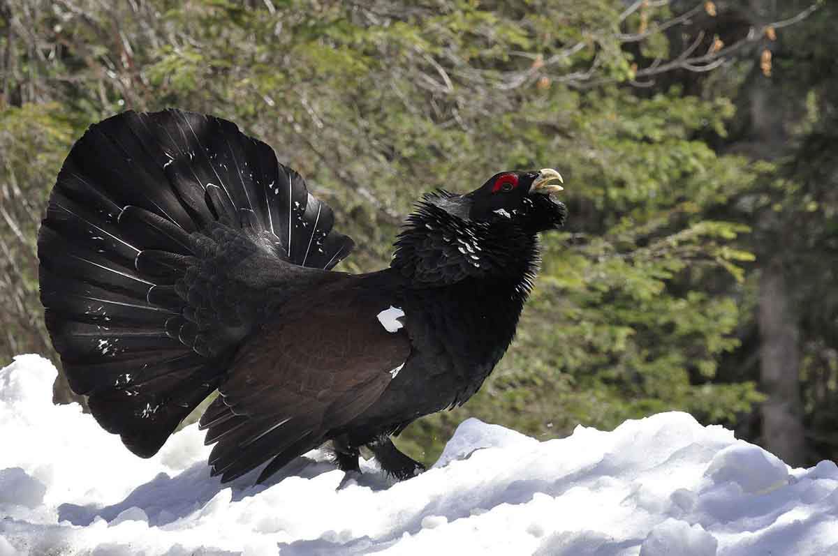 Macho de urogallo cantando durante la época de celo, en el valle de Arán, en los Pirineos  -ave amenazada- / Foto: Wikipedia