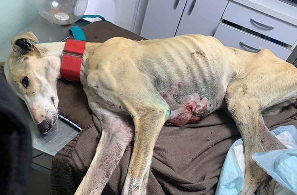 Un galgo gravemente herido yace en una camilla.  Exigir la retirada de la enmienda del PSOE a la Ley de Protección Animal / Foto: FAADA