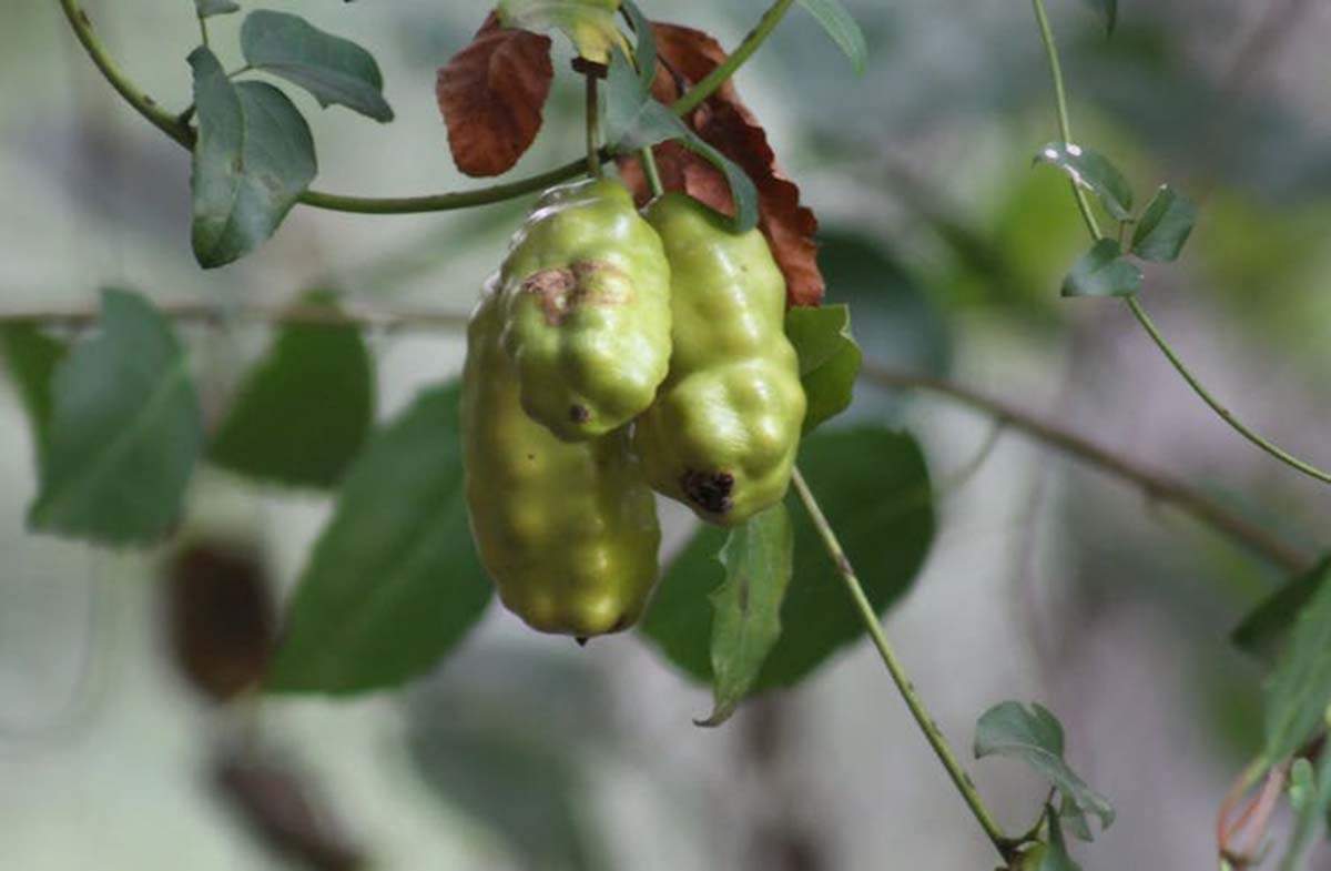 El fruto de la liana Lardizabala biternata, era consumido por animales hoy extintos / Foto: Diego Muñoz Concha, Author provided